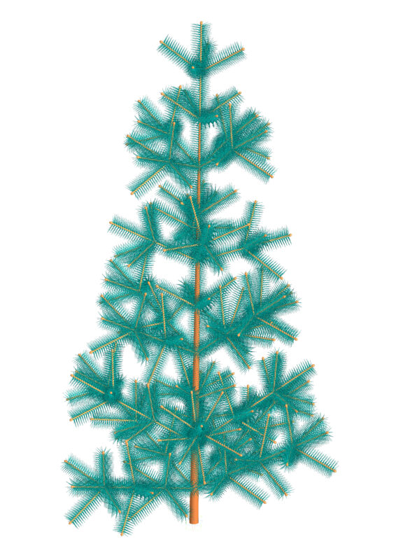Чертеж Голубая ель