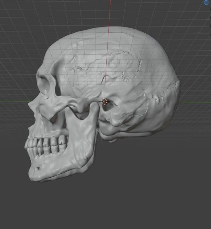 3D модель Череп в Blender