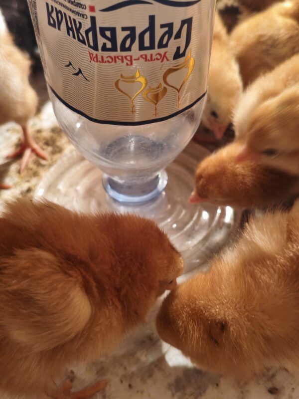 3D модель Поилка для цыплят под любую бутылку